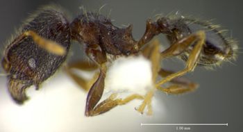 Media type: image;   Entomology 34344 Aspect: habitus lateral view
